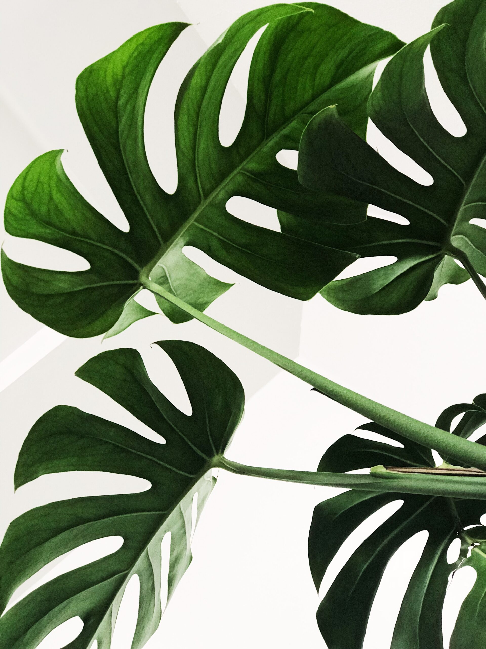 Monstera leaves - Rachel Writes about website page