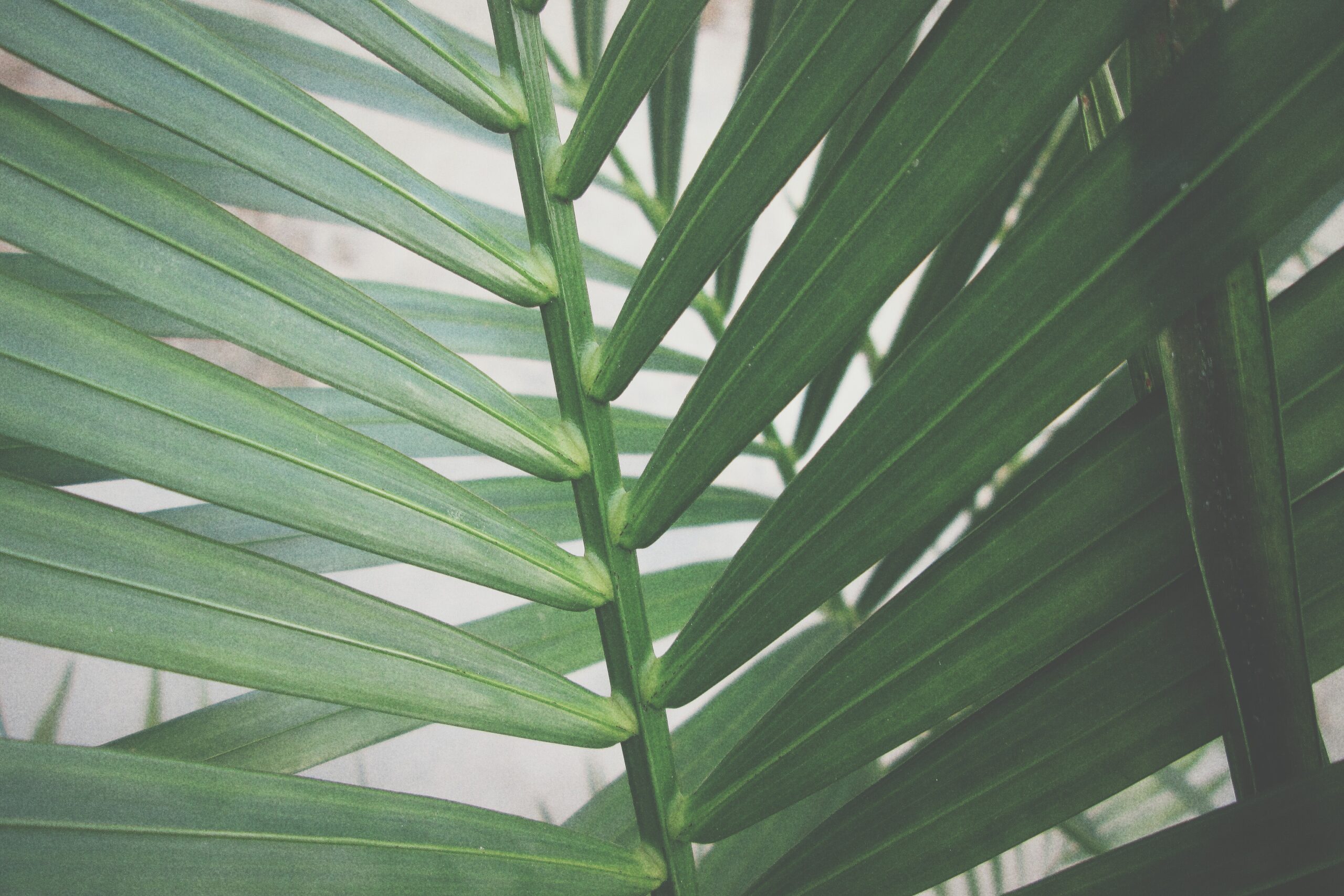 Palm leaves - Rachel Writes services page